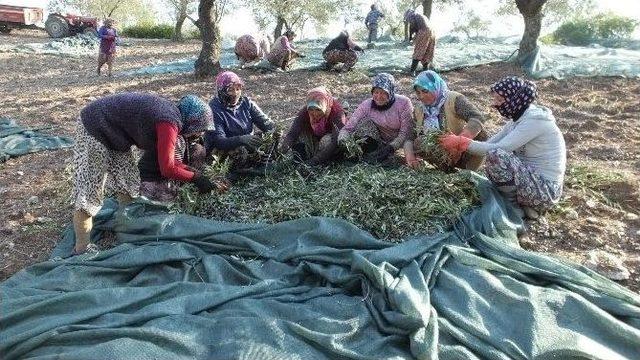 Edremit Körfezi’nde Zeytin Üreticisi Sıkıntılı