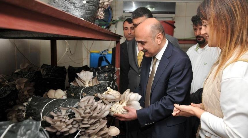 İstiridye Mantarı Yetiştiriciliği Kursunda İlk Hasat Yapıldı