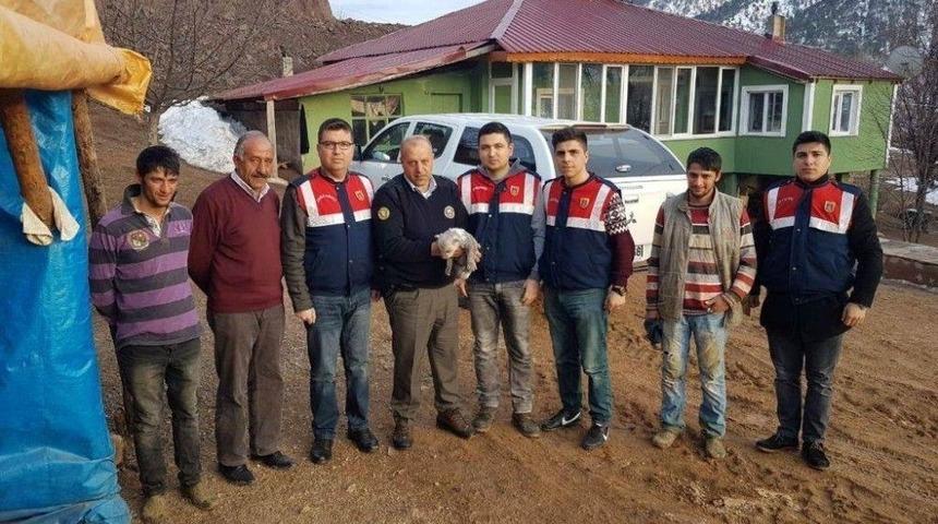 Refahiye&rsquo;de Bulunan Yavru Boz Ayı Koruma Altına Alındı