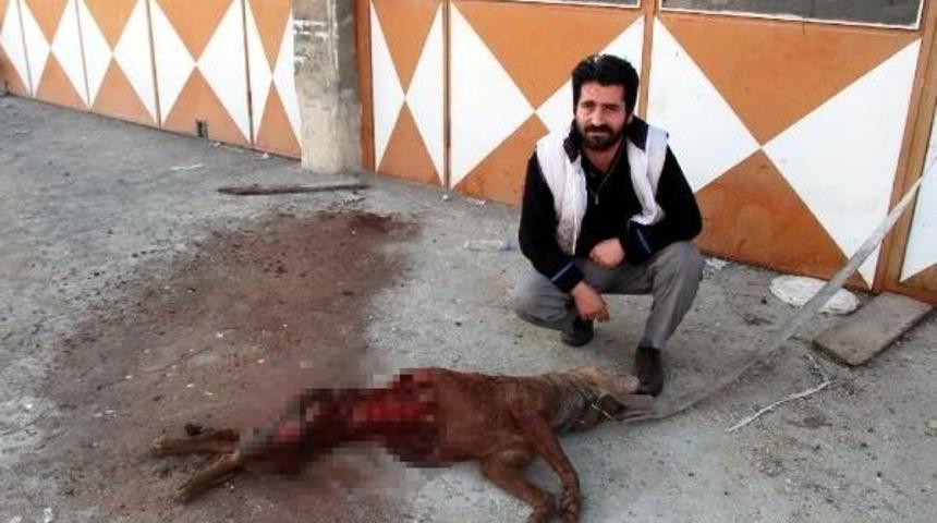 A&ccedil; Kurtlar K&ouml;peği Par&ccedil;aladı