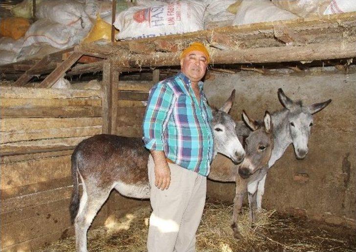 Eşek Sütü Altın Değerinde G3