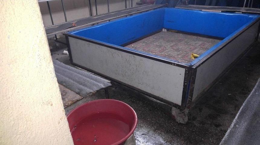 Uşak&rsquo;ta Horoz D&ouml;v&uuml;ş&uuml; Baskını