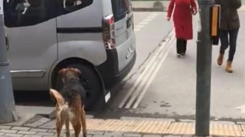 (&ouml;zel Haber) Sokak K&ouml;peğinden İnsanlığa Trafik Dersi