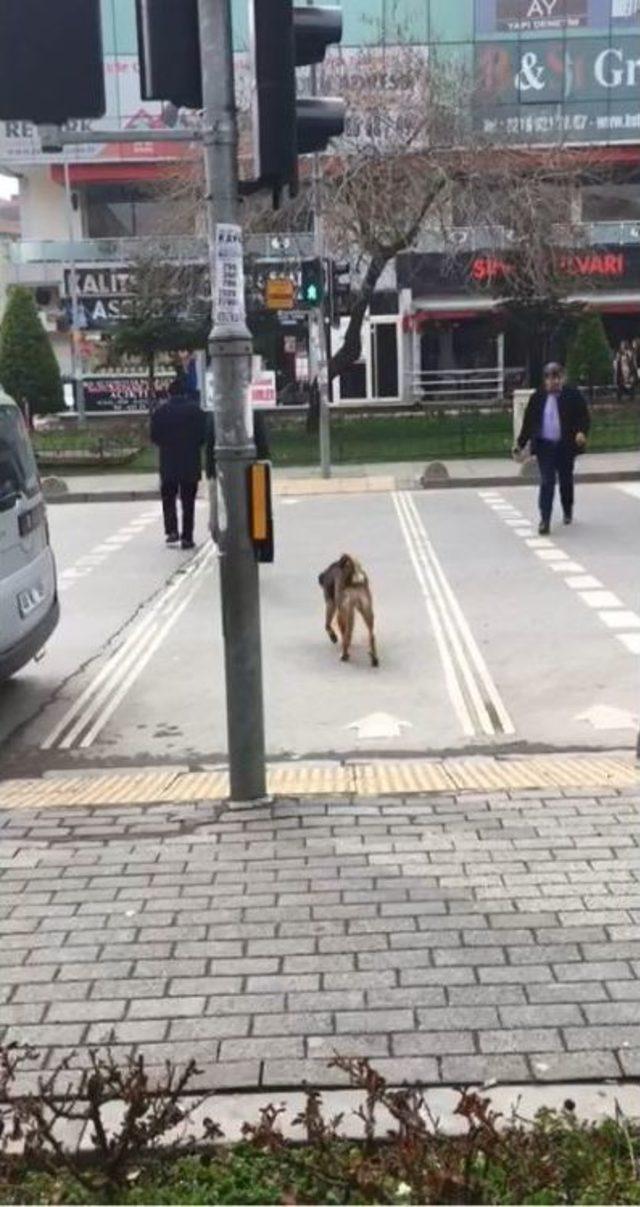 (özel Haber) Sokak Köpeğinden İnsanlığa Trafik Dersi