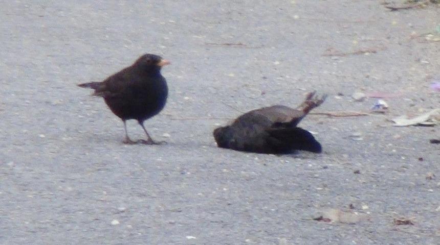 (&ouml;zel Haber) K&uuml;&ccedil;&uuml;k Kuştan İbretlik Ders