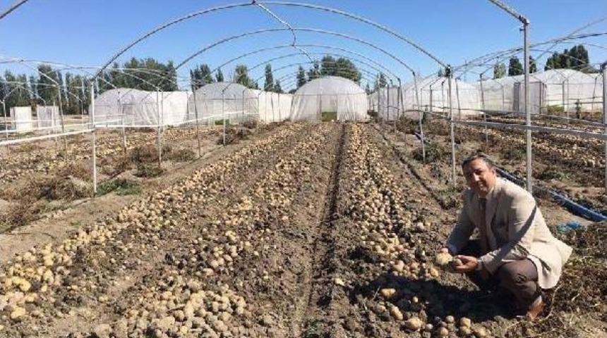 Patateste Rekor Niğde'nin