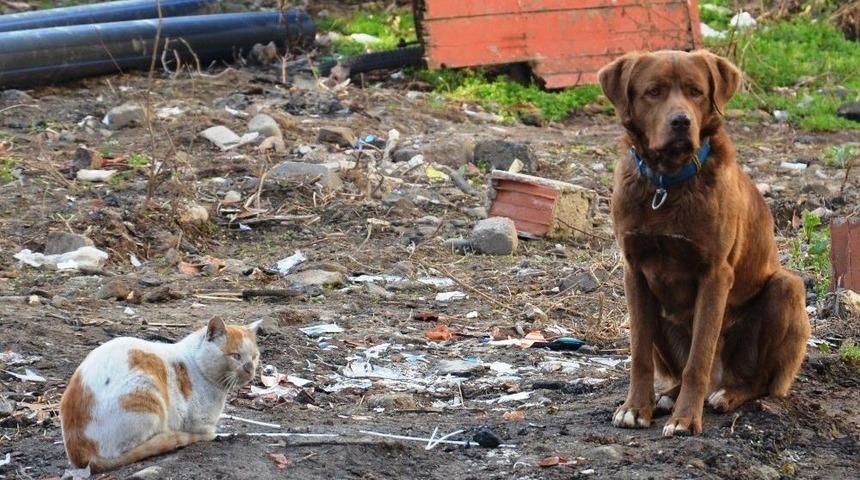 Sokak K&ouml;peği İle Kedinin Dostluğu