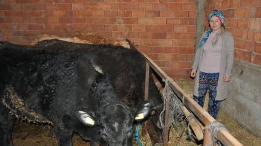 Simavlı Gen&ccedil; Kadın Hibe D&uuml;veleri İle Kendi &Ccedil;iftliğini Kurdu