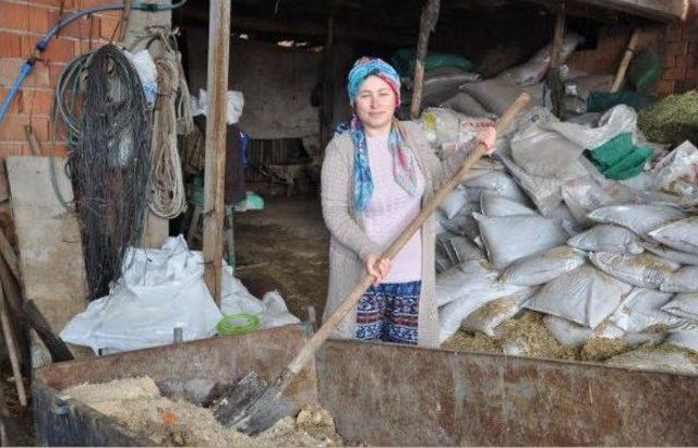 Simavlı Genç Kadın Hibe Düveleri İle Kendi Çiftliğini Kurdu