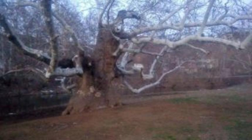 15 Asırlık &Ccedil;ınar