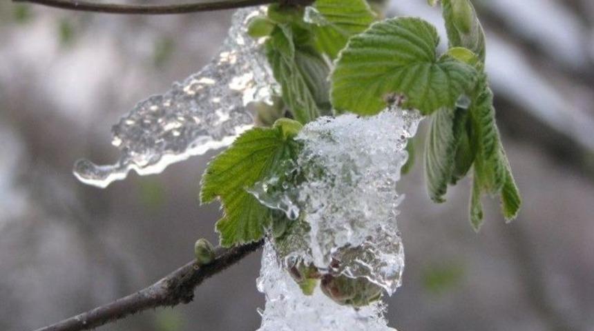Fındık Sigortası İ&ccedil;in Son Tarih 5 Mart