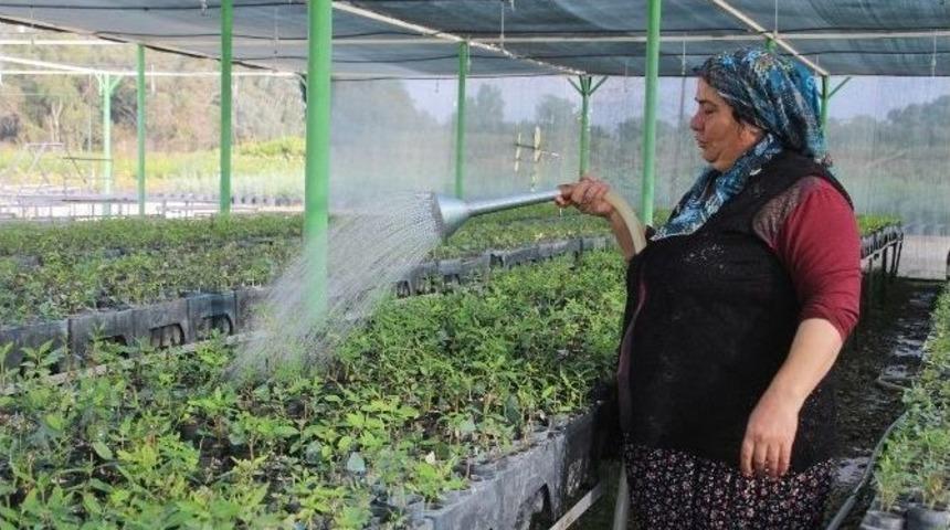 Mersin&rsquo;de 10 Yılda 89 Milyon 463 Bin Fidan &Uuml;retildi