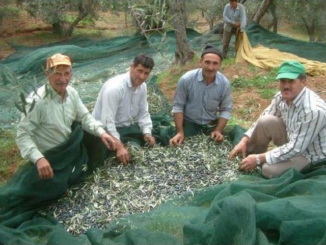 Zeytindeki Avans Fiyat Üreticileri Üzdü