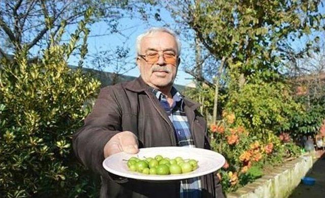 Sakarya’da Erik Ağaçları Meyve Verdi