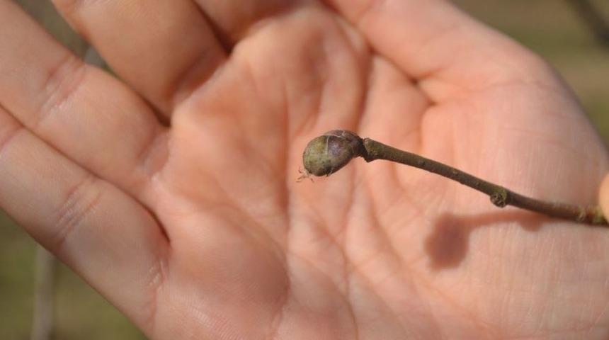 Fındık Yeniden K&uuml;llenme Tehdidi İle Karşı Karşıya