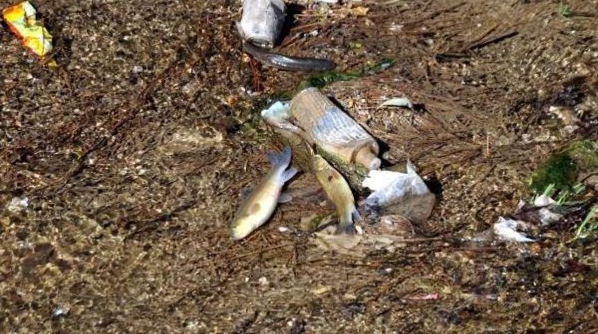 Tokat'taki Derede Balık &Ouml;l&uuml;mleri