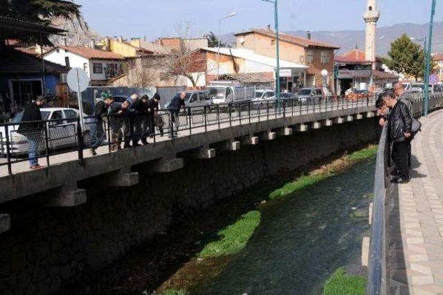 Tokat'taki Derede Balık Ölümleri