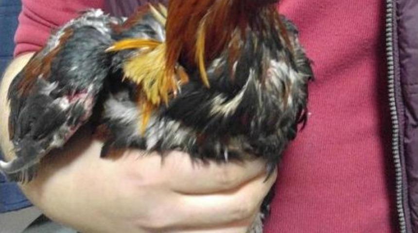 Horoz D&ouml;v&uuml;ş&uuml;ne 27 G&ouml;zaltı