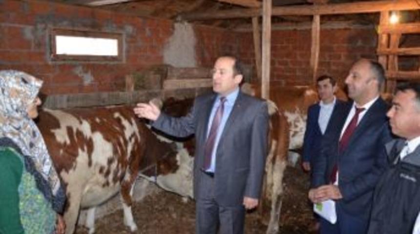 İznikli Besicilere Sığır Dağıtıldı