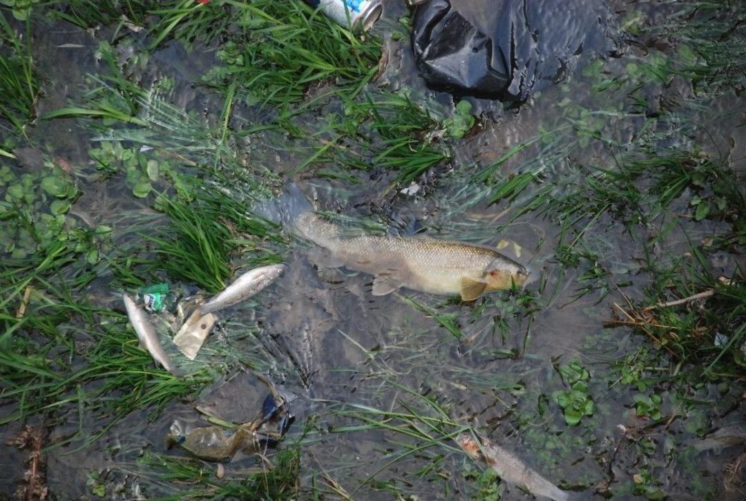 Behzat Deresi&rsquo;nde Balık &Ouml;l&uuml;mleri