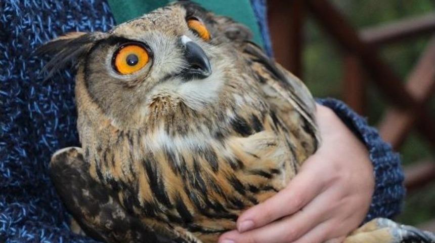 Tedavisi Tamamlanan Yırtıcı Kuşlar Doğaya Bırakıldı