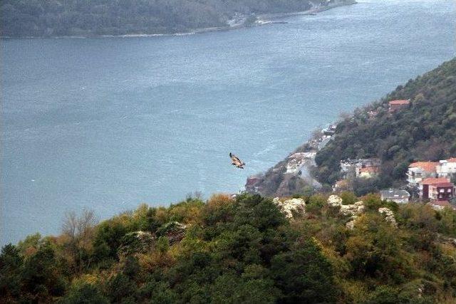 Tedavisi Tamamlanan Yırtıcı Kuşlar Doğaya Bırakıldı