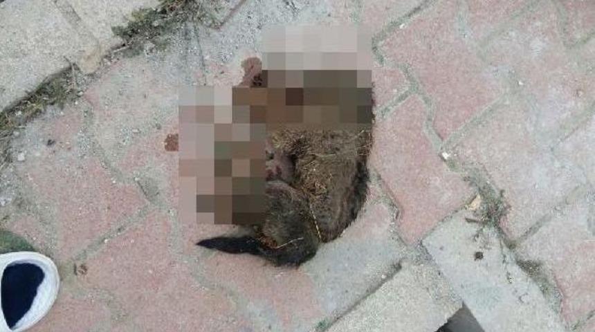 Bilecik'te K&ouml;pek Vahşeti