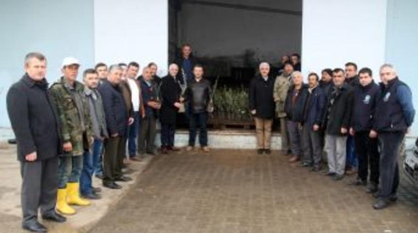 Marmarabirlik Domat Zeytin Fidanı Dağıtımına Başlıyor
