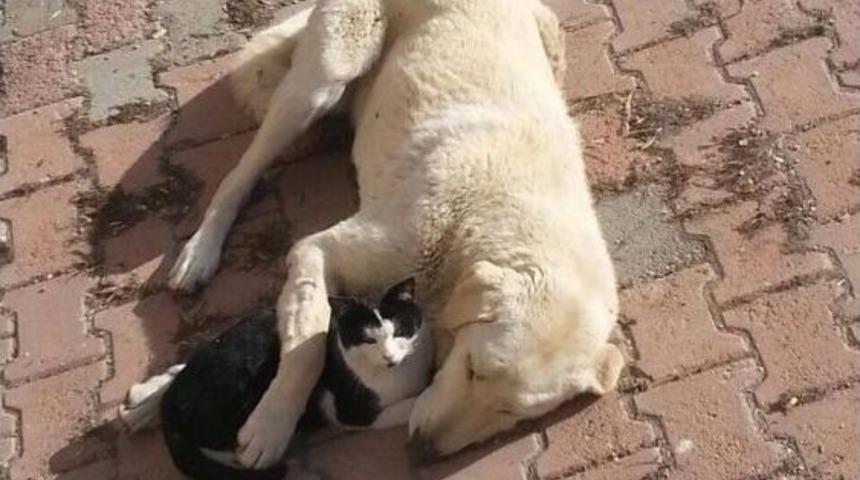 Badi Ve Kara&rsquo;nın Akıl Almaz Dostluğu