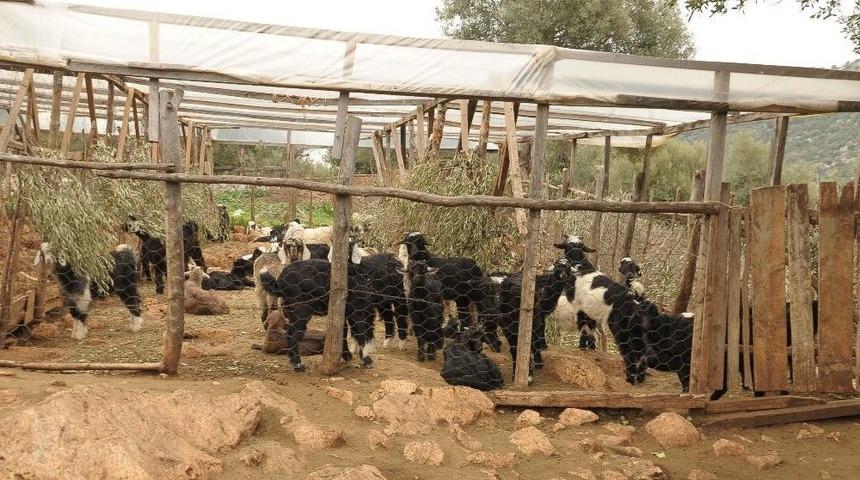 Bayat Hamurun Ke&ccedil;ileri Telef Ettiği İddiası