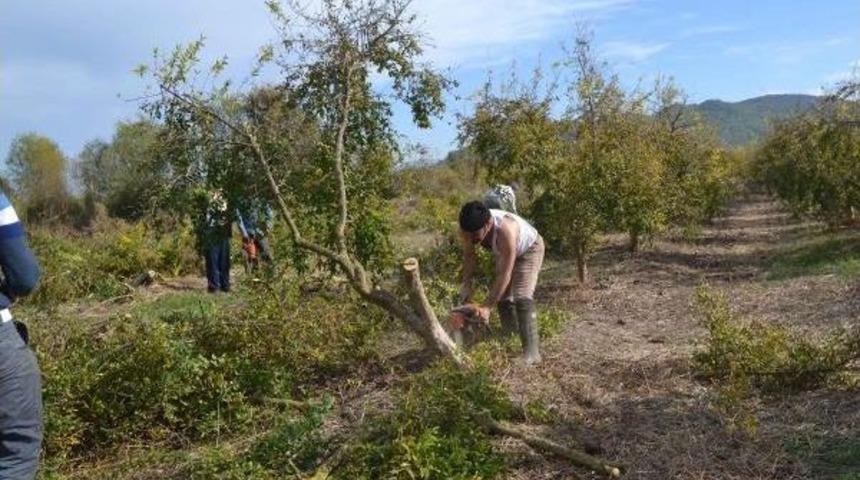 Nar &Uuml;reticileri Ağa&ccedil;larını S&ouml;k&uuml;yor
