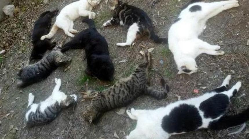 Kedi Katliamında G&ouml;zaltına Alınan Rus Serbest