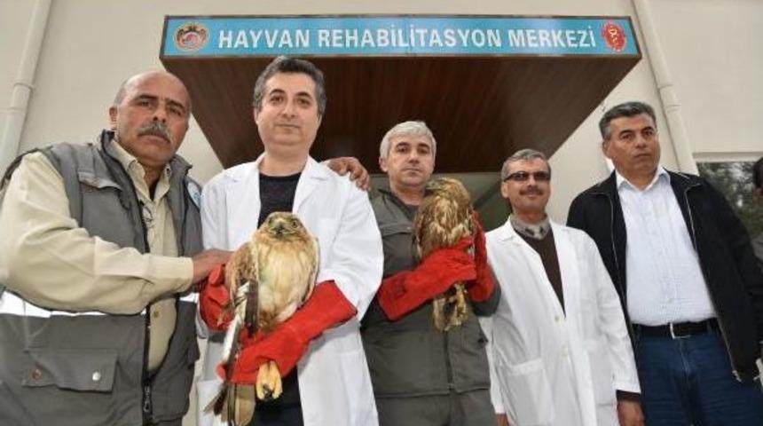 Yaralı Kartal Ve Şahinin Tedavisi Tamamlandı