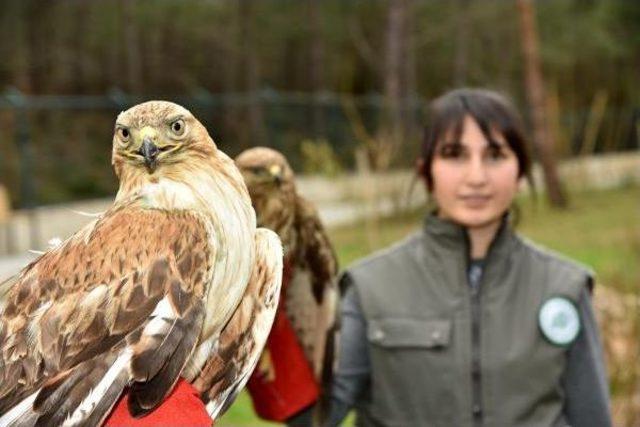 Yaralı Kartal Ve Şahinin Tedavisi Tamamlandı