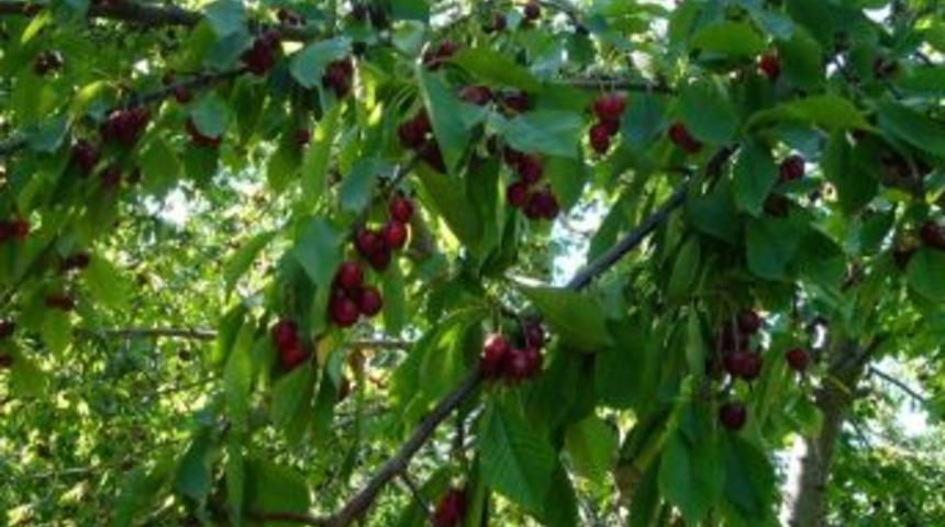 İzmit&rsquo;te Kiraz Ve Asma Eğitimi Verilecek