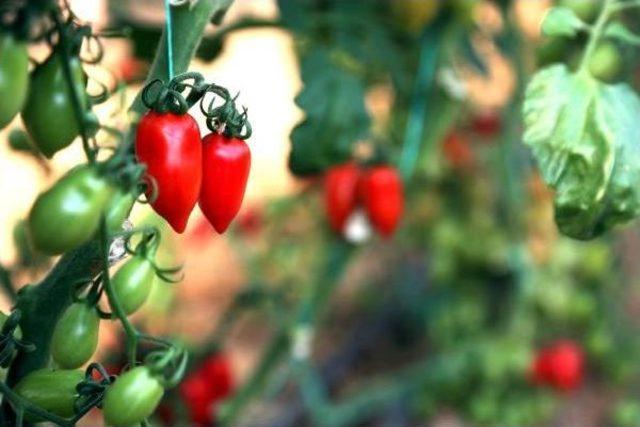 Yeni Ürün 'urma' Domatesi Üreticisini Güldürdü