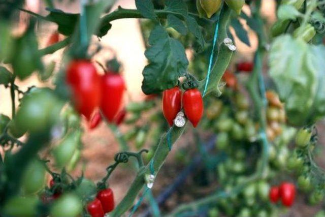 Yeni Ürün 'urma' Domatesi Üreticisini Güldürdü