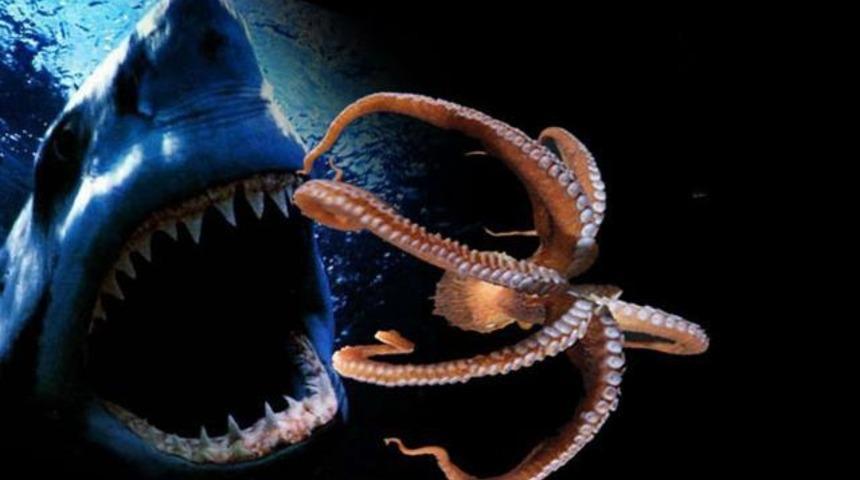 Ahtapot, k&ouml;pekbalığına karşı!