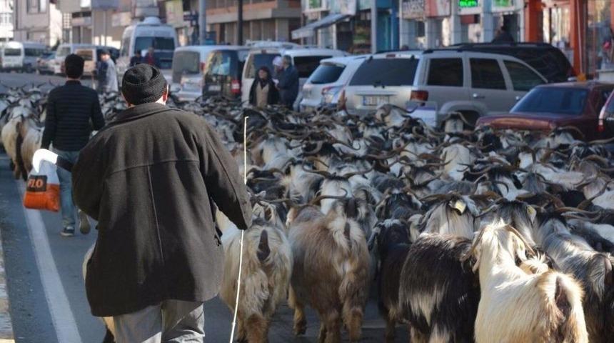 Ke&ccedil;i S&uuml;r&uuml;s&uuml; İle Şehir Turu Attı