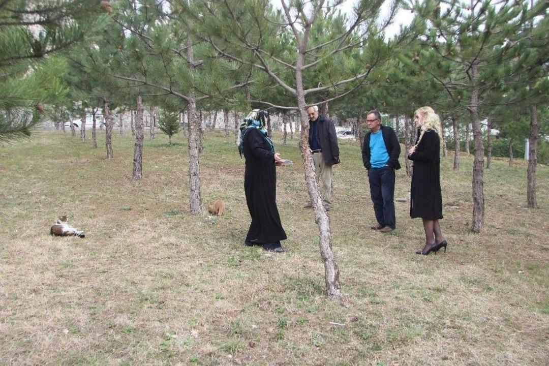 Kedilerin Mama Kaplarını Yıktılar, Onlarca Sokak Kedisi A&ccedil; Kaldı