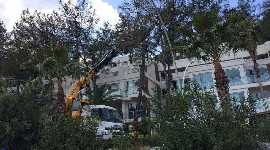 &Ccedil;am Ağa&ccedil;larının Kuruma Nedenini Mahkeme Tespit Etti