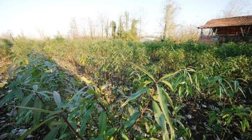 B&uuml;y&uuml;kşehir Sahip &Ccedil;ıktı, Şeftali &Uuml;retimi Geri D&ouml;n&uuml;yor