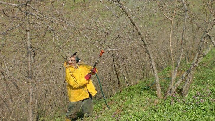 Külleme Hastalığına Karşı Fındık Bahçesinde Uygulamalı Eğitim G5