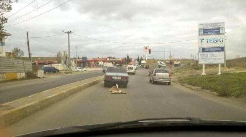 Otomobilin Arkasında S&uuml;r&uuml;klenen K&ouml;peğe El Konuldu, S&uuml;r&uuml;c&uuml;ye 526 Lira Ceza Kesildi