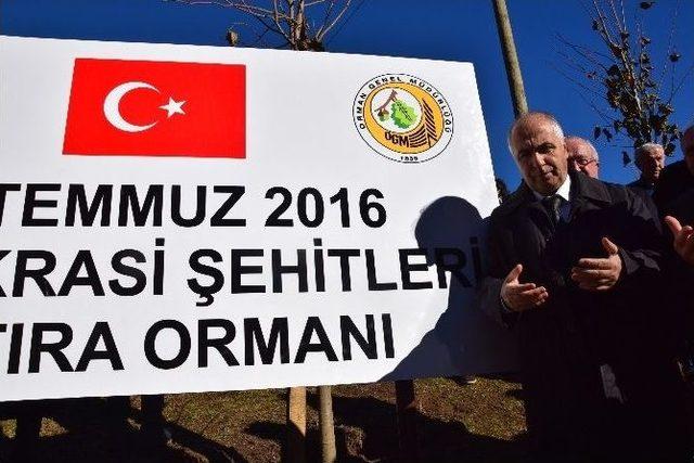 Giresun’da ‘15 Temmuz Şehitler Hatıra Ormanı’ Törenle Açıldı.