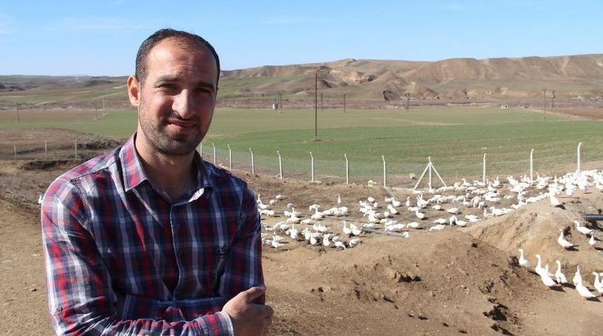 İnşaat M&uuml;hendisi Kaz &Ccedil;iftliği Kurdu