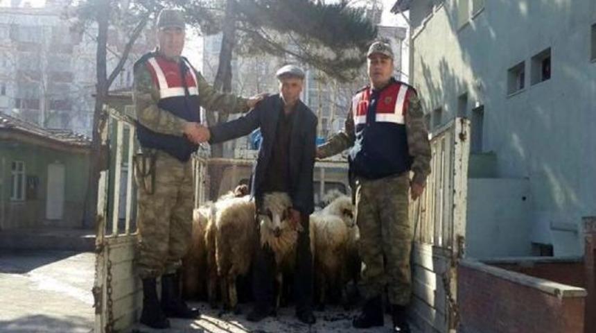 Turhal'dan &Ccedil;alınan 16 K&uuml;&ccedil;&uuml;kbaş Hayvan Giresun'da Bulundu