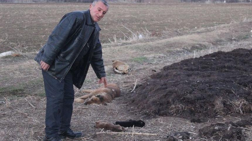 Sahipsiz K&ouml;peklerin &Ouml;ld&uuml;r&uuml;ld&uuml;ğ&uuml; İddiası
