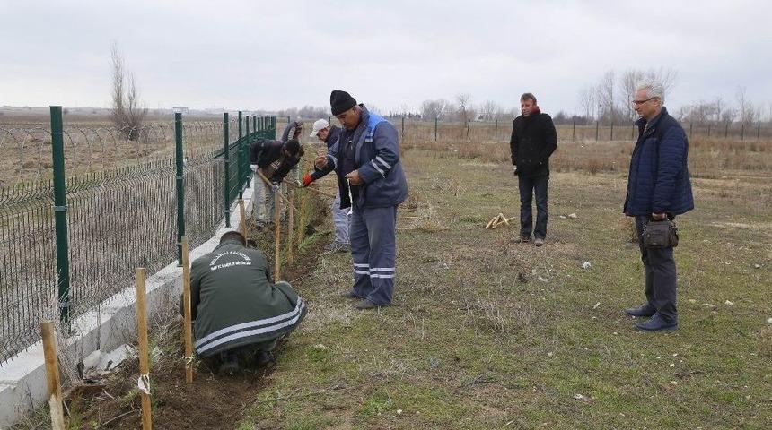 650 Fidan Toprakla Buluştu