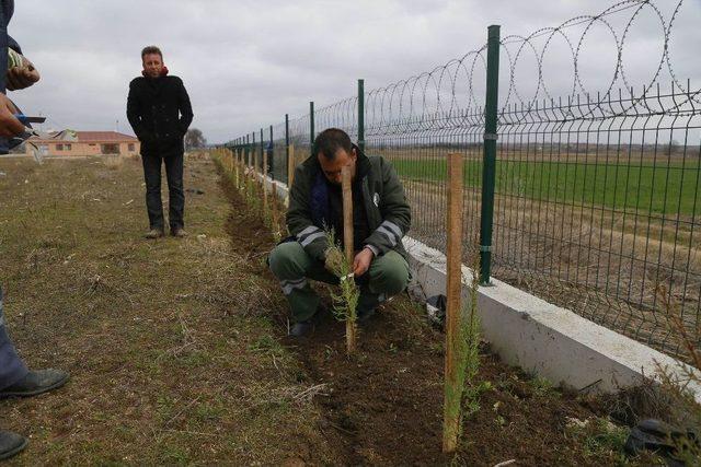 650 Fidan Toprakla Buluştu